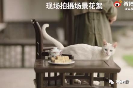 为拍戏虐杀猫咪?剧组连发两条微博回应,网友不买账休闲区蓝鸢梦想 - Www.slyday.coM 为拍戏虐杀猫咪?剧组连发两条微博回应,网友不买账休闲区蓝鸢梦想 - Www.slyday.coM