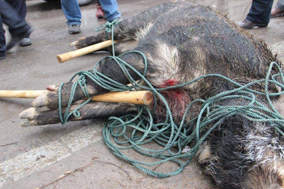 李玟母亲被野猪攻击致半身瘫痪 多地捕杀野猪者因过失致人死亡被判刑休闲区蓝鸢梦想 - Www.slyday.coM 李玟母亲被野猪攻击致半身瘫痪 多地捕杀野猪者因过失致人死亡被判刑休闲区蓝鸢梦想 - Www.slyday.coM