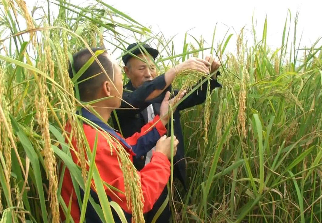 就是袁老的禾下乘凉梦实现了,中国成功试种巨型水稻,高度足足有2米高