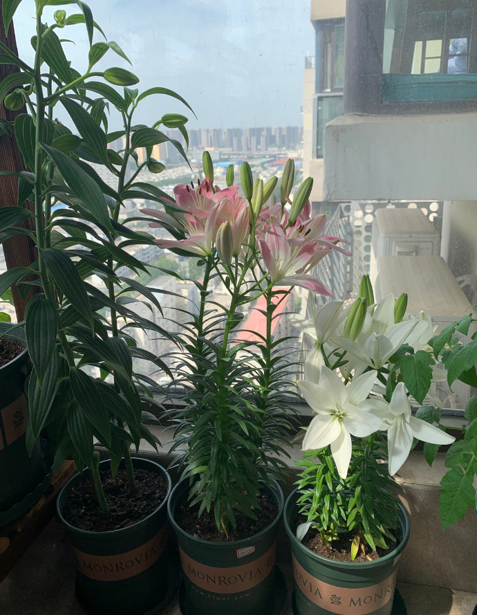 因此,对百合花开花以及繁殖后代最好的选择就是坚持一直采取土培的