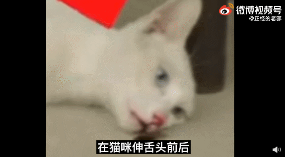 剧组被质疑虐杀猫,《当家主母》晒出猫视频并称已报案休闲区蓝鸢梦想 - Www.slyday.coM 剧组被质疑虐杀猫,《当家主母》晒出猫视频并称已报案休闲区蓝鸢梦想 - Www.slyday.coM