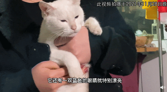 剧组被质疑虐杀猫,《当家主母》晒出猫视频并称已报案休闲区蓝鸢梦想 - Www.slyday.coM 剧组被质疑虐杀猫,《当家主母》晒出猫视频并称已报案休闲区蓝鸢梦想 - Www.slyday.coM