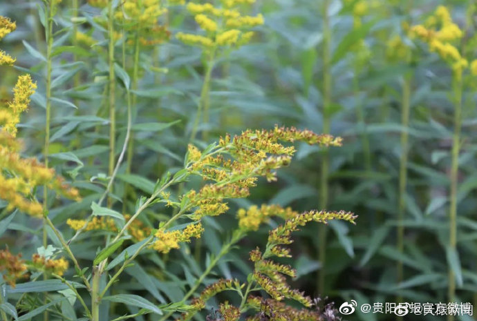 注意！毕节发现<a href=