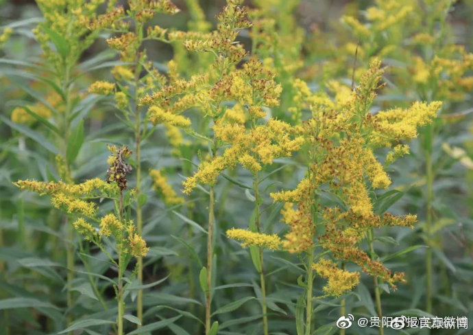 注意！毕节发现<a href=