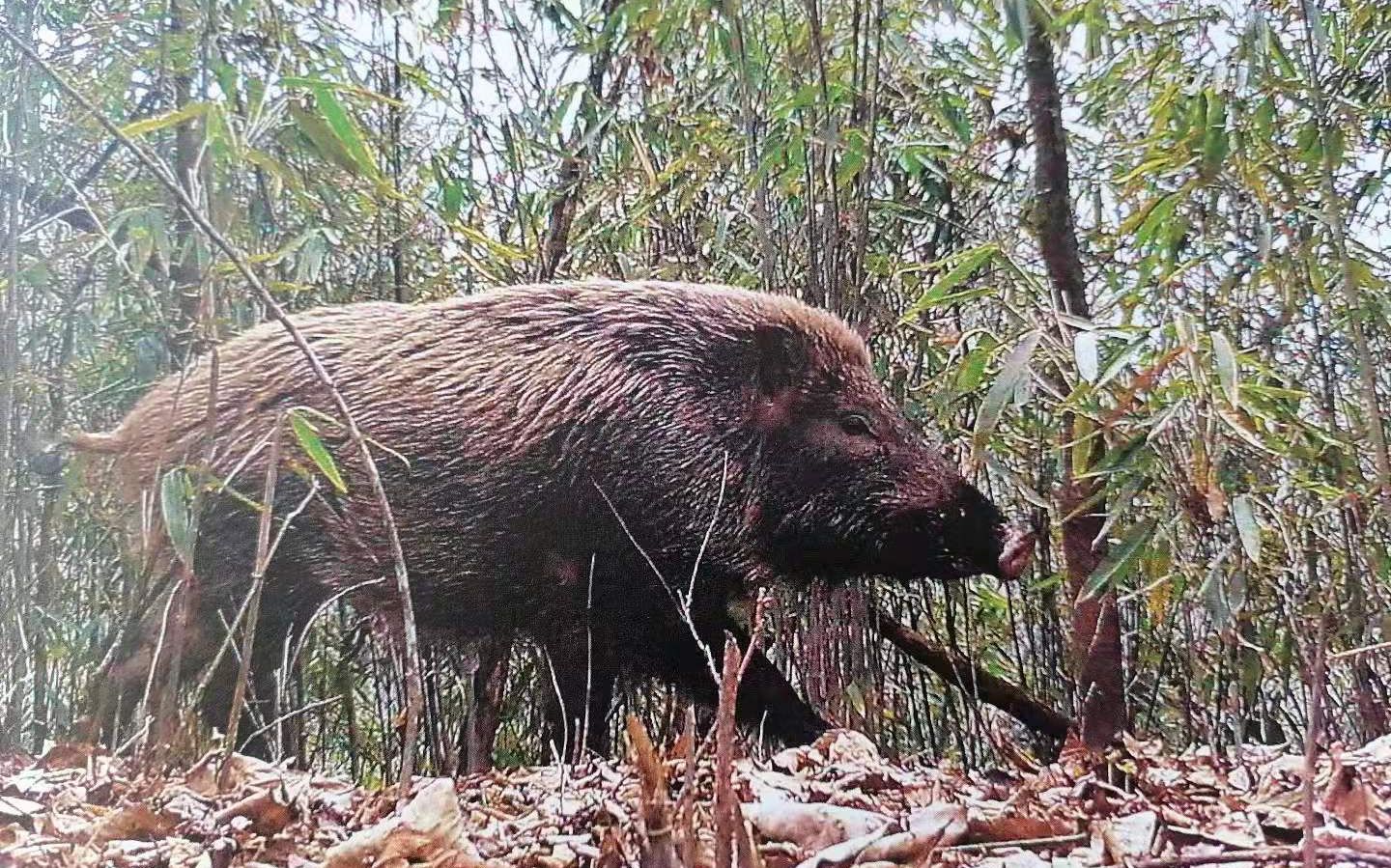 林子里漫步的野猪。图片来源：佛坪县林业局