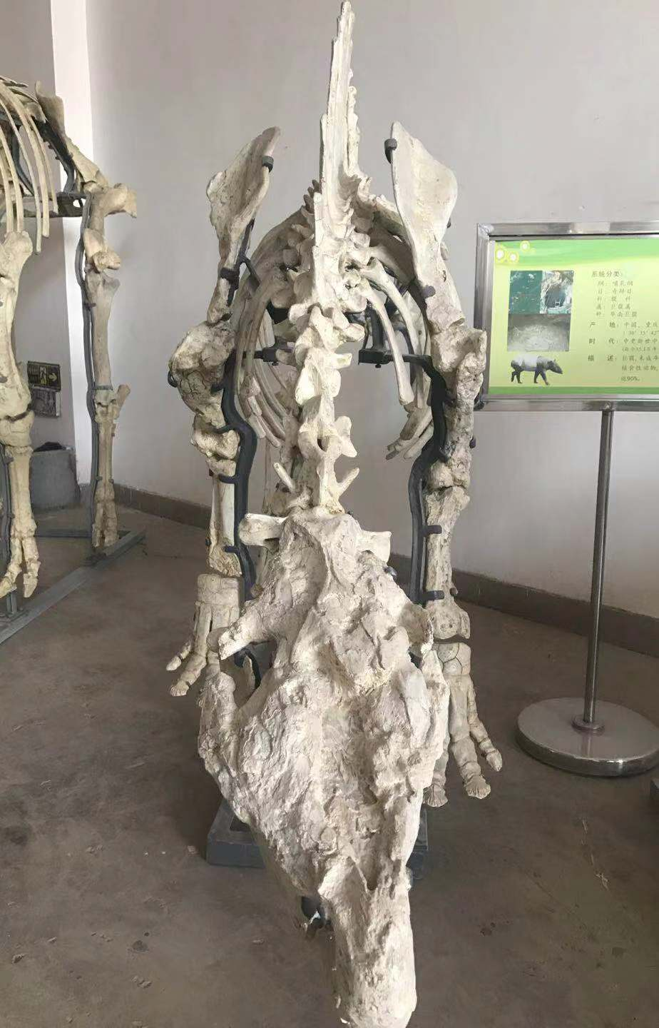 华南巨貘化石 周小平 摄