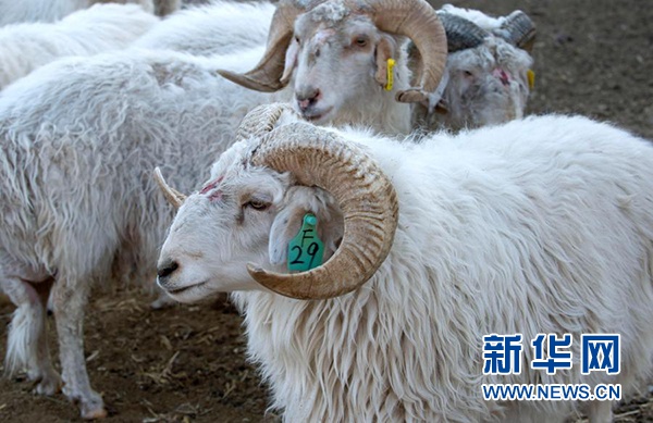 宁夏吴忠市红寺堡区红寺堡镇城东养殖园区内的每只滩羊都有编号(1月6日摄)。新华社记者 唐如峰 摄