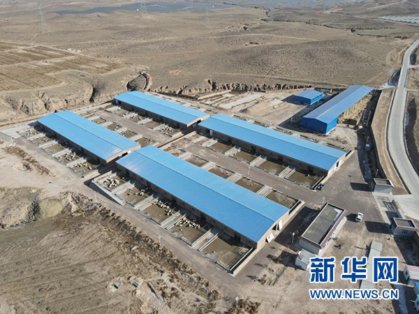 这是1月7日拍摄的宁夏吴忠市红寺堡区龙源村滩羊产业科技扶贫基地(无人机照片)。新华社记者 唐如峰 摄