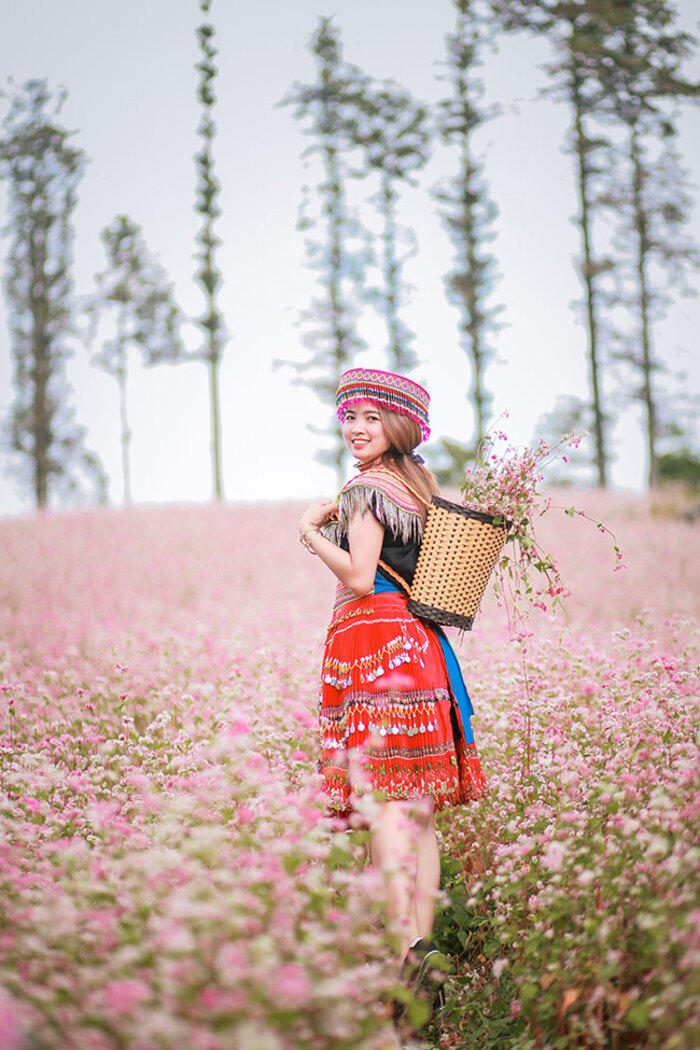 阳光助力,花开正好,越南年末最美的七个赏花地