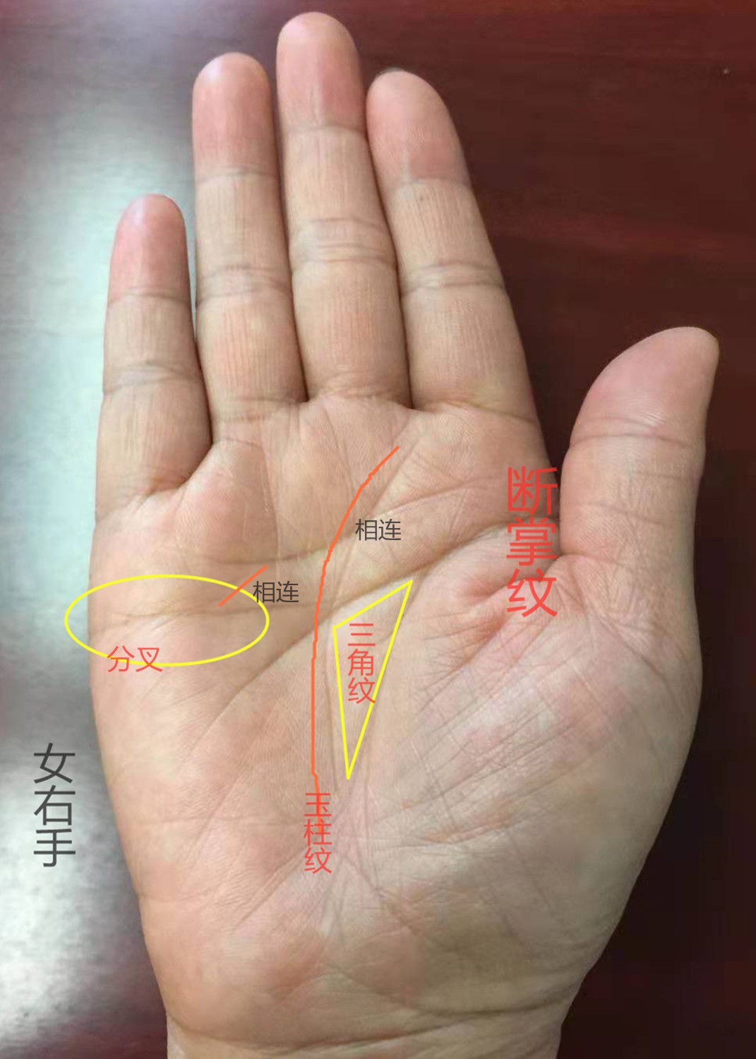 婚姻|感情线|手相_欣怂新闻