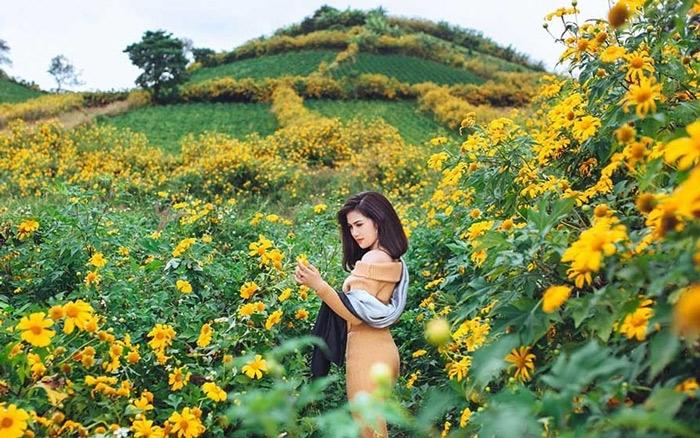 阳光助力,花开正好,越南年末最美的七个赏花地