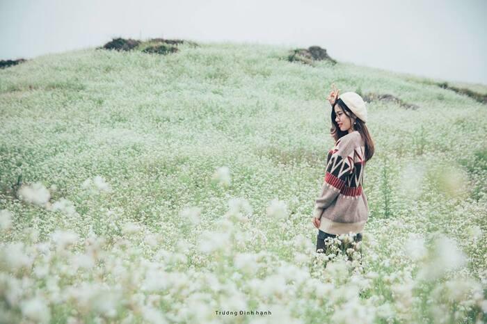 阳光助力,花开正好,越南年末最美的七个赏花地