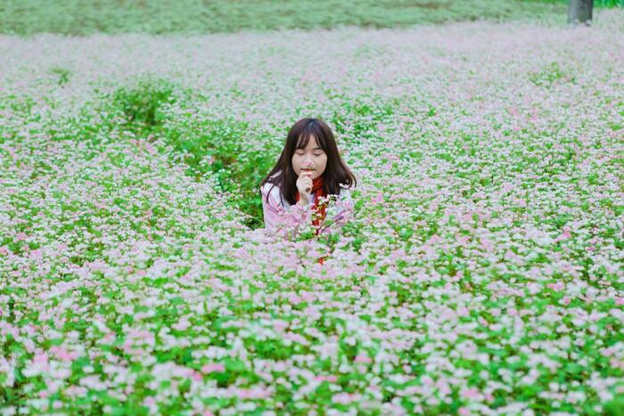 阳光助力,花开正好,越南年末最美的七个赏花地