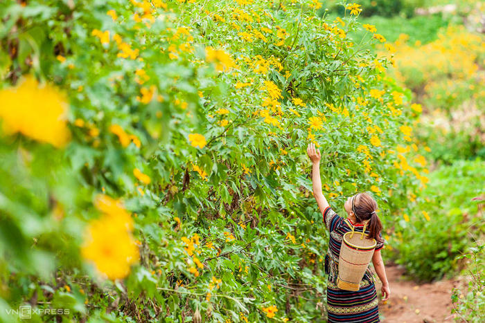 阳光助力，花开正好，越南年末最美的七个赏花地