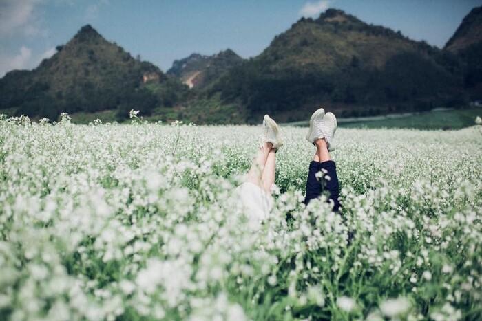 阳光助力，花开正好，越南年末最美的七个赏花地