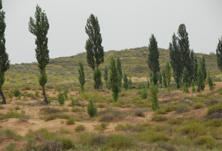 干掉千年沙漠，种出8个<a href=