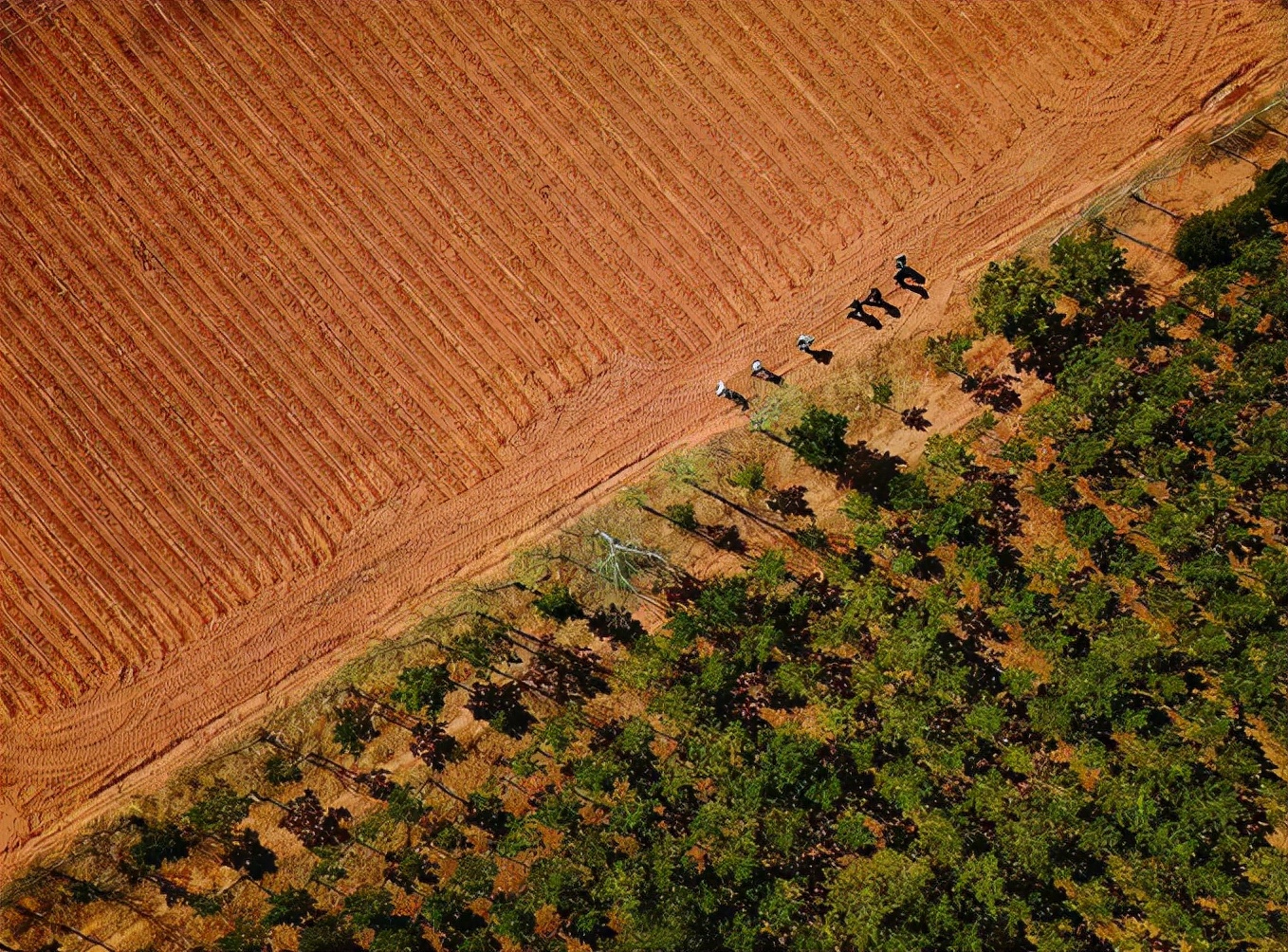 干掉千年沙漠，种出8个<a href=