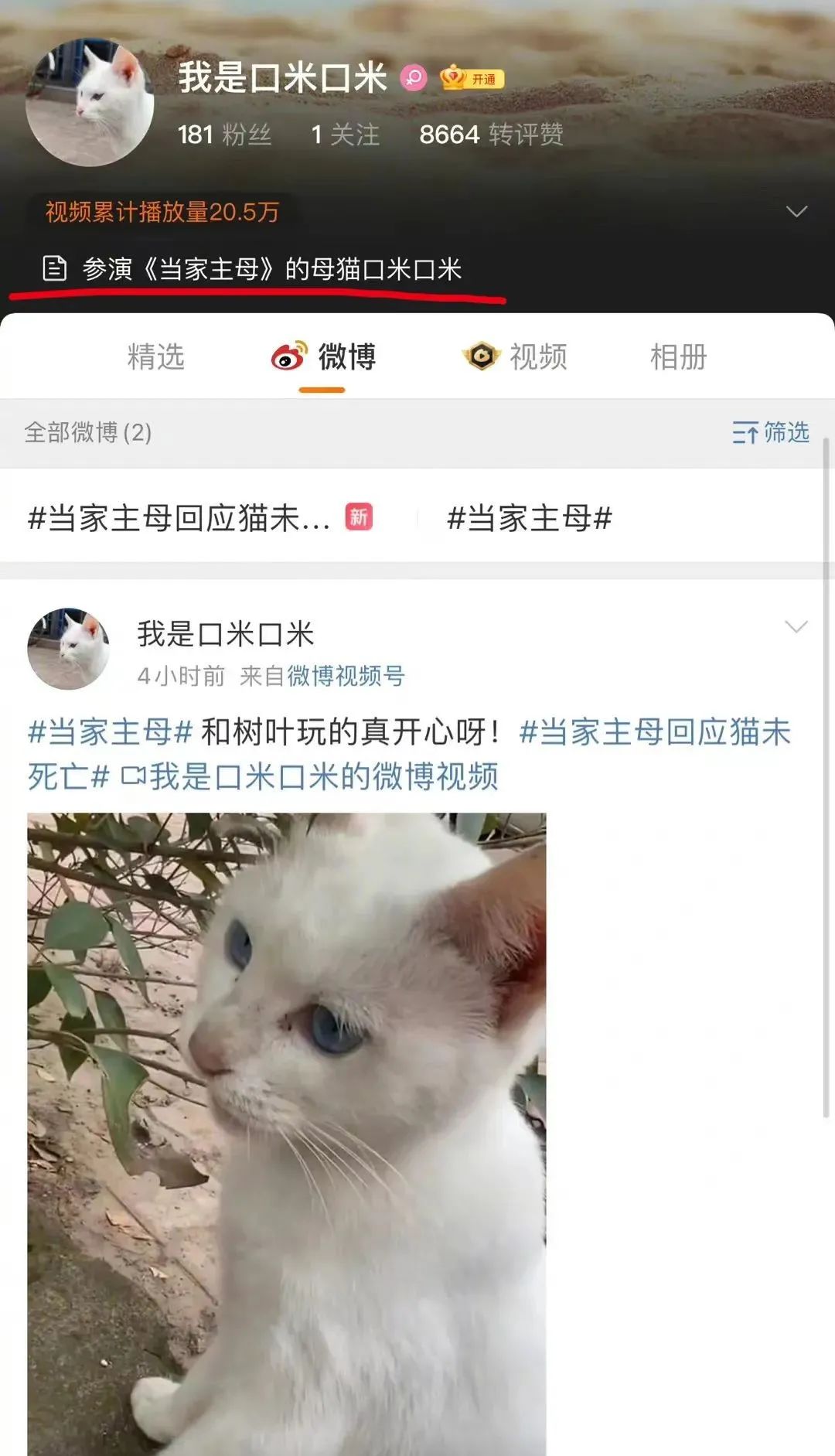 热议!《当家主母》陷“虐猫”疑云,出品方回应!休闲区蓝鸢梦想 - Www.slyday.coM 热议!《当家主母》陷“虐猫”疑云,出品方回应!休闲区蓝鸢梦想 - Www.slyday.coM