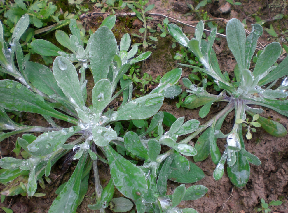 农村10种常见野菜,到春天就长出来,你吃过几种?不要错过采摘期