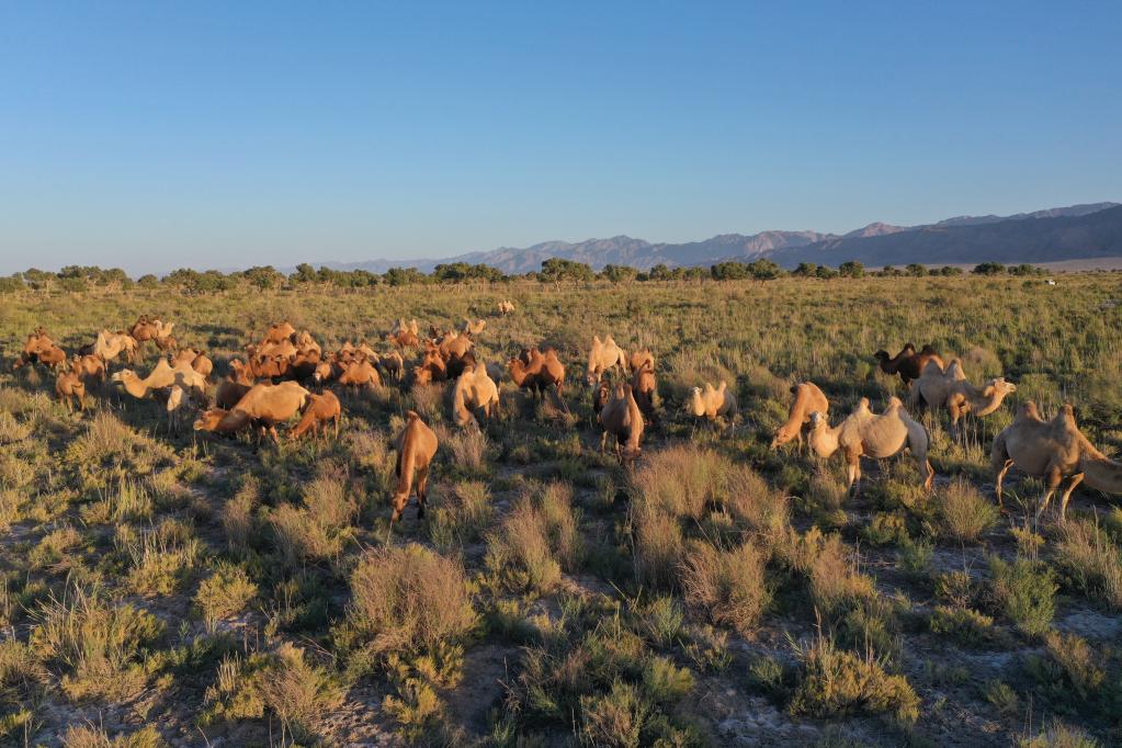 博斯腾湖边的骆驼群。（受访者供图）
