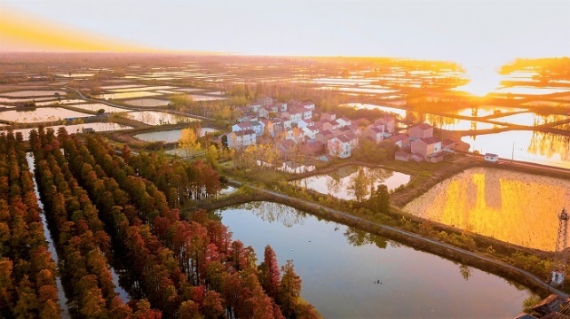 武汉涨渡湖湿地"水上森林"迎来最佳观赏时节|武汉市_新浪新闻