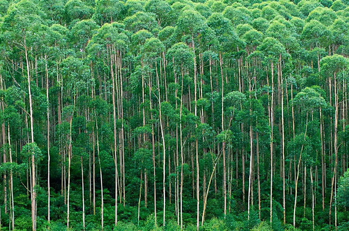 森林抱枕能量种树速成浇水双击卡加速器保护蚂蚁蚁-淘宝网