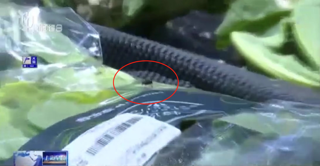 3年多被罚11次!上海一家乐福惊现老鼠,官方最新回应!休闲区蓝鸢梦想 - Www.slyday.coM 3年多被罚11次!上海一家乐福惊现老鼠,官方最新回应!休闲区蓝鸢梦想 - Www.slyday.coM