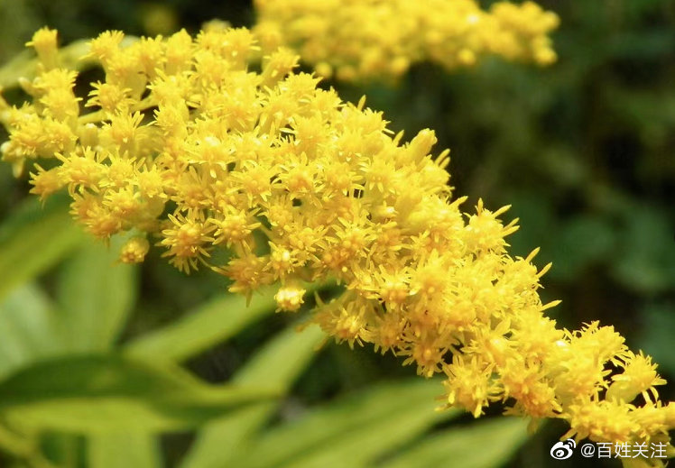 贵阳发现<a href=