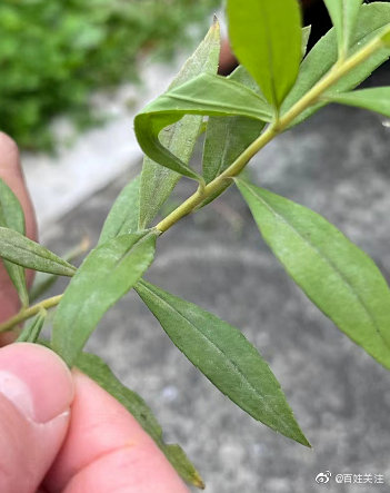 贵阳发现<a href=