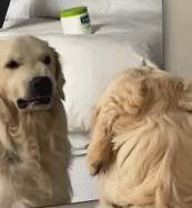 每日有趣gif图片练习如何成为恶犬
