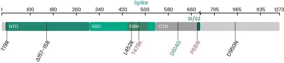 Omicron(上)和Delta(下)的突变分布图。图片来源:斯坦福大学冠状病毒数据库