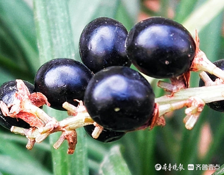 山麦冬果实犹如黑宝石闪闪发光