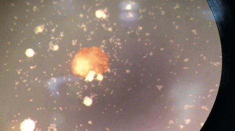 史上第一个可自我繁殖的“活体”机器人诞生!会对人类造成威胁吗?休闲区蓝鸢梦想 - Www.slyday.coM 史上第一个可自我繁殖的“活体”机器人诞生!会对人类造成威胁吗?休闲区蓝鸢梦想 - Www.slyday.coM