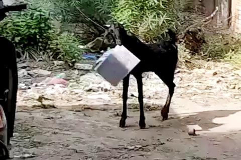 山羊从印度政府办公室“窃取”文件被截获