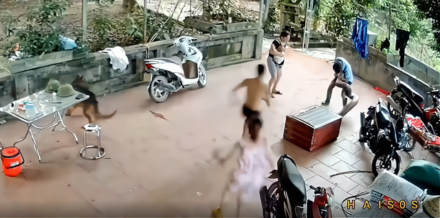 越南男子开箱被巨蟒咬住脸,为何说是自作孽?如何应对巨蟒袭击?