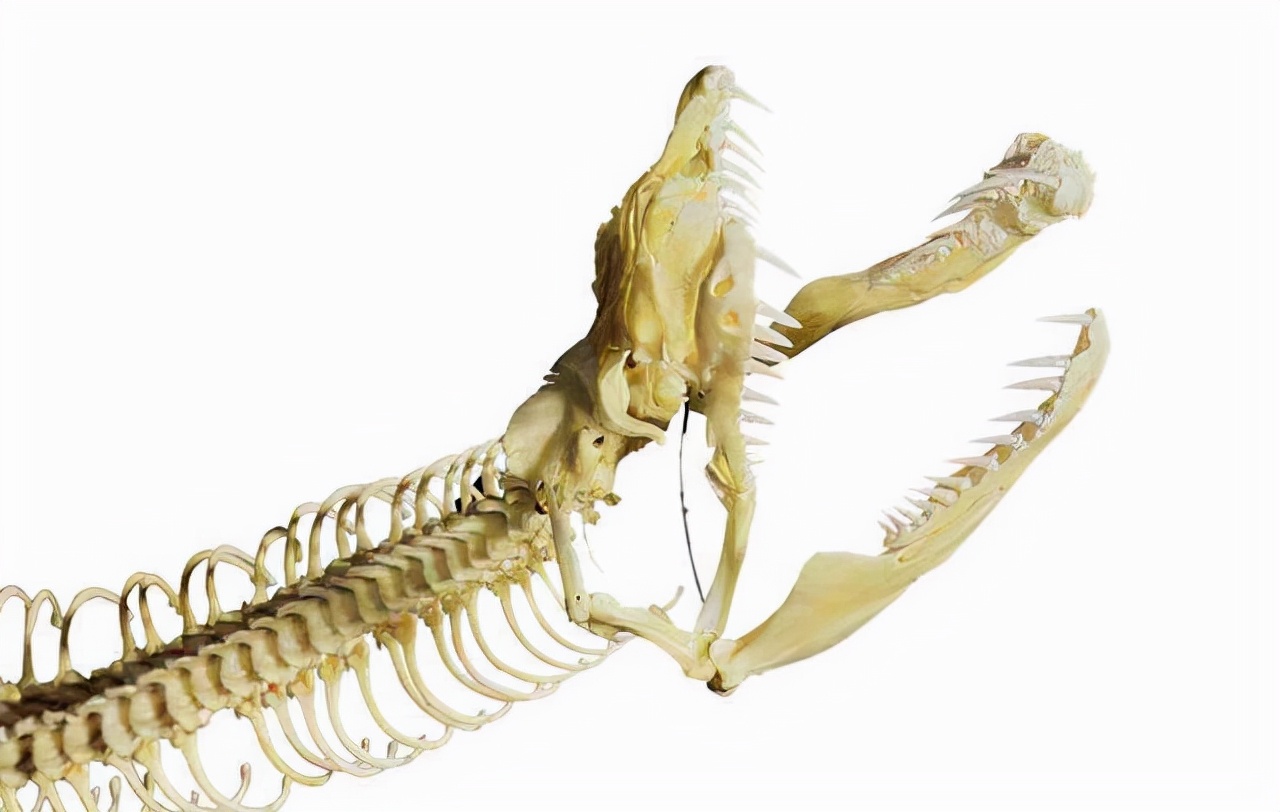 越南男子开箱被巨蟒咬住脸,为何说是自作孽?如何应对巨蟒袭击?