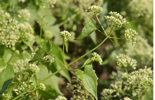 全国围剿“<a href=