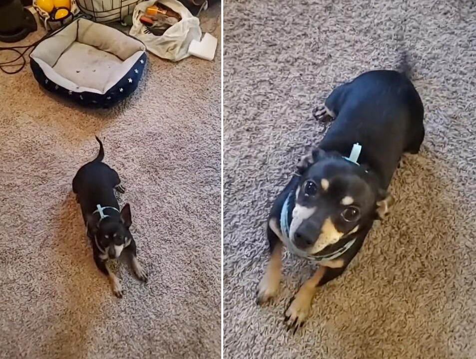 美国一女子发现领养的小狗听不懂英语指令却能听懂西班牙语休闲区蓝鸢梦想 - Www.slyday.coM 美国一女子发现领养的小狗听不懂英语指令却能听懂西班牙语休闲区蓝鸢梦想 - Www.slyday.coM