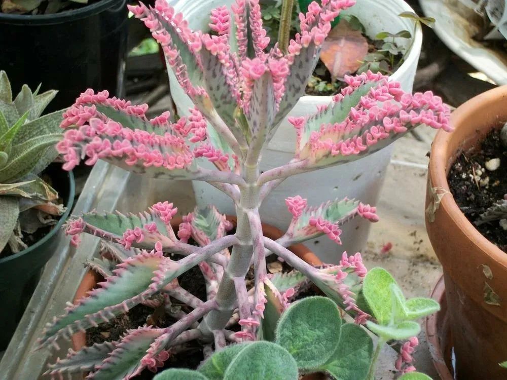 落地生根花的功效与作用