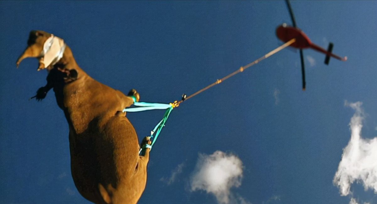 越南小伙被蟒蛇咬脸死不松口,砍掉尾巴都没用,用这方法一招解决