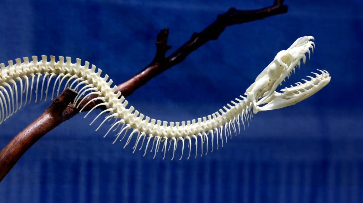 越南小伙被蟒蛇咬脸死不松口,砍掉尾巴都没用,用这方法一招解决