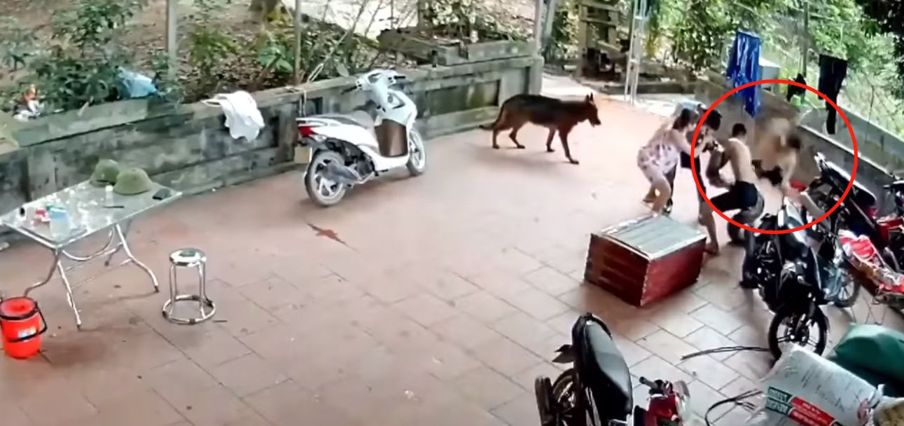 越南小伙被蟒蛇咬脸死不松口,砍掉尾巴都没用,用这方法一招解决