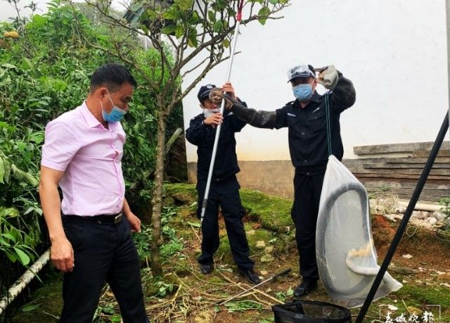 越南小伙被蟒蛇咬脸死不松口,砍掉尾巴都没用,用这方法一招解决