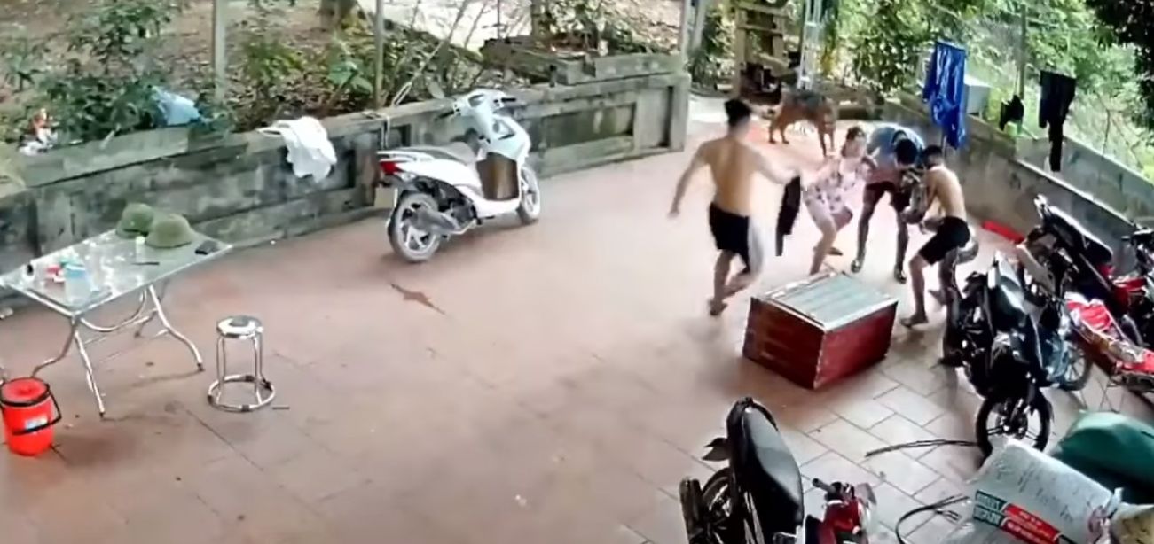 越南小伙被蟒蛇咬脸死不松口,砍掉尾巴都没用,用这方法一招解决