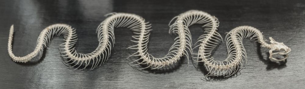 越南小伙被蟒蛇咬脸死不松口,砍掉尾巴都没用,用这方法一招解决