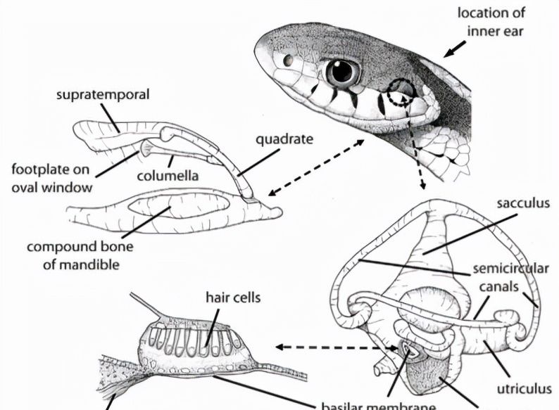 越南小伙被蟒蛇咬脸死不松口,砍掉尾巴都没用,用这方法一招解决