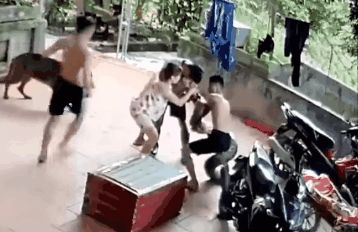 越南小伙被蟒蛇咬脸死不松口,砍掉尾巴都没用,用这方法一招解决