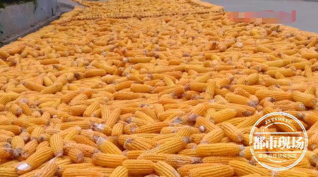 一个多月咳喘不止,女子肺部长满真菌!只因接触了霉变玉米休闲区蓝鸢梦想 - Www.slyday.coM 一个多月咳喘不止,女子肺部长满真菌!只因接触了霉变玉米休闲区蓝鸢梦想 - Www.slyday.coM