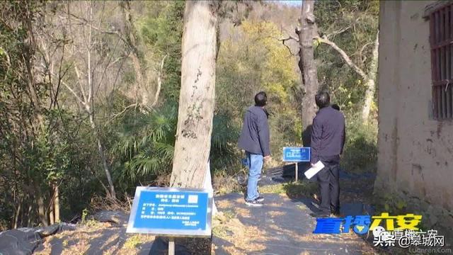 整整160株!六安市金安区境内居然有这么多古树名木休闲区蓝鸢梦想 - Www.slyday.coM 整整160株!六安市金安区境内居然有这么多古树名木休闲区蓝鸢梦想 - Www.slyday.coM