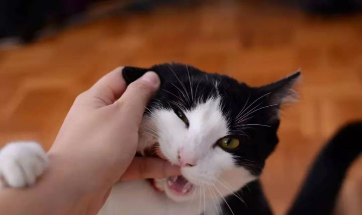 为什么小猫咪总爱咬人